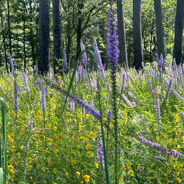 Field of purple Blazing Star flowers (Liatris spicata).